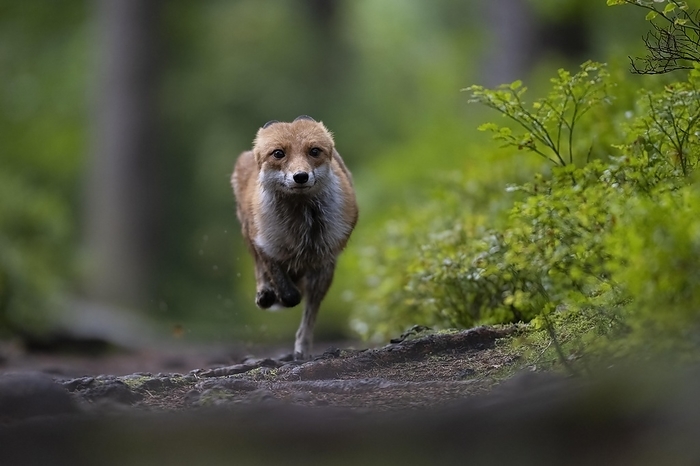 Red fox lured on a forest path with hare lament, Bitburg, Eifel, Rhineland-Palatinate, Germany, Europe, by Horst Jegen