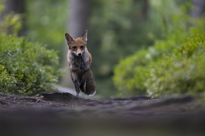 Red fox lured on a forest path with hare lament, Bitburg, Eifel, Rhineland-Palatinate, Germany, Europe, by Horst Jegen