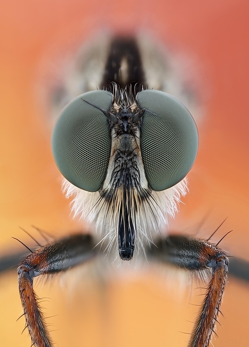 Head of a robber fly (Asilidae) with distinct compound eyes, by alimdi / Matthias Lenke
