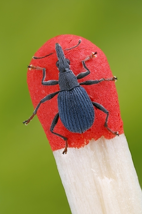 Small weevil (Oxystoma ochropus) on the top of a match to illustrate its small size, by alimdi / Matthias Lenke