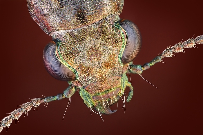 Dorsal view of a Rasch beetle (Elaphrus riparius) with a shiny metallic chitinous carapace, by alimdi / Matthias Lenke