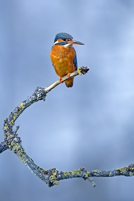beautiful lustrous colour similar to that of the kingfisher s feathers Common kingfisher  Alcedo atthis  sitting on a lichen covered branch waiting for prey, Hesse, Germany, Europe, by Ingo Schulz