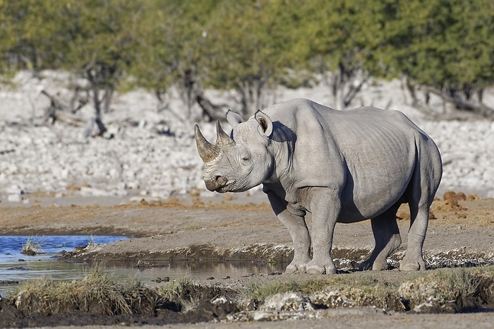 black rhinoceros  Diceros bicornis  Black rhinoceros  Diceros bicornis , adult male, standing at waterhole, Etosha National Park, Namibia, Africa, by Jean Fran ois Ducasse