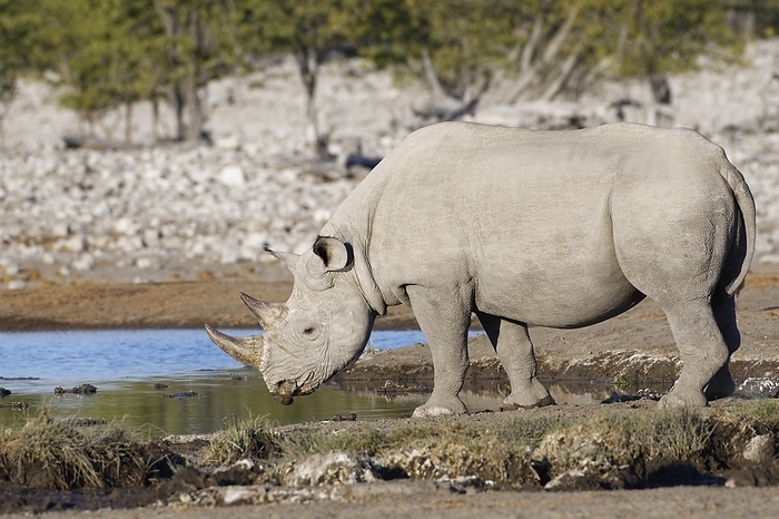 black rhinoceros  Diceros bicornis  Black rhinoceros  Diceros bicornis , adult male, drinking at waterhole, Etosha National Park, Namibia, Africa, by Jean Fran ois Ducasse