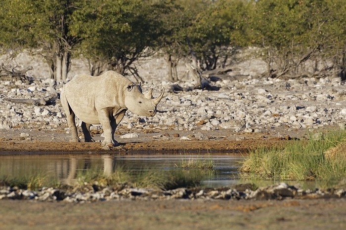 black rhinoceros  Diceros bicornis  Black rhinoceros  Diceros bicornis , adult, standing at waterhole, alert, evening light, Etosha National Park, Namibia, Africa, by Jean Fran ois Ducasse