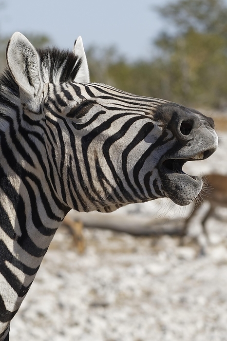 plains zebra  Equus quagga  Burchells zebra  Equus quagga burchellii , adult yawning, head shot, Etosha National Park, Namibia, Africa, by Jean Fran ois Ducasse