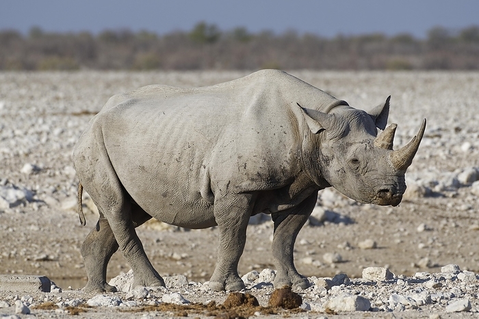 black rhinoceros  Diceros bicornis  Black rhinoceros  Diceros bicornis , adult standing at waterhole, Etosha National Park, Namibia, Africa, by Jean Fran ois Ducasse