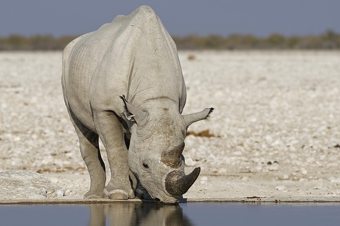 black rhinoceros  Diceros bicornis  Black rhinoceros  Diceros bicornis , adult drinking at waterhole, Etosha National Park, Namibia, Africa, by Jean Fran ois Ducasse