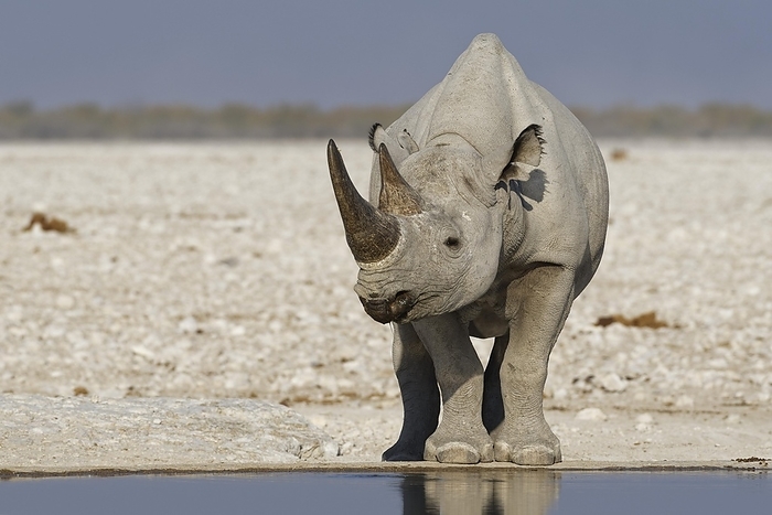 black rhinoceros  Diceros bicornis  Black rhinoceros  Diceros bicornis , adult standing at waterhole, animal portrait, Etosha National Park, Namibia, Africa, by Jean Fran ois Ducasse