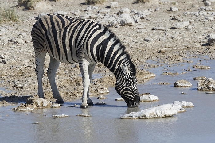 plains zebra  Equus quagga  Burchells zebra  Equus quagga burchellii , adult drinking at waterhole, Etosha National Park, Namibia, Africa, by Jean Fran ois Ducasse