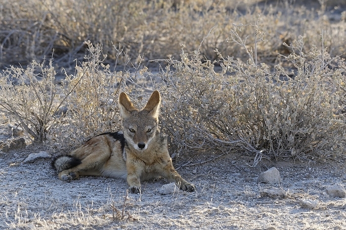 black backed jackal  carnivore, Canis mesomelas  Black backed jackal  Canis mesomelas , resting male, lying in the shade of the setting sun, Etosha National Park, Namibia, Africa, by Jean Fran ois Ducasse
