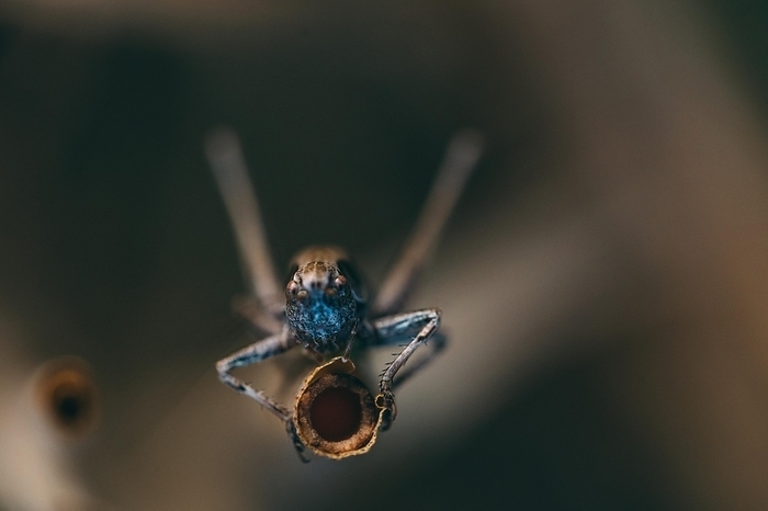 Blue grasshopper, by Jana Engel