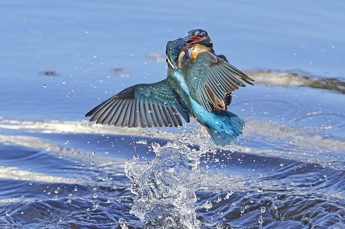 beautiful lustrous colour similar to that of the kingfisher s feathers Two common kingfishers  Alcedo atthis  fight in the air for territory with their beaks interlocked, female, territorial fight, river Lahn, Wetzlar, Hesse, Germany, Europe, by J rn Friederich