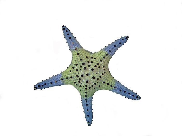 Chocolate chip starfish (Protoreaster nodosus), green blue colour variation, coral reef, free-standing, Indo-Pacific, Cebu, Philippines, white background, Asia, by Heinz Krimmer