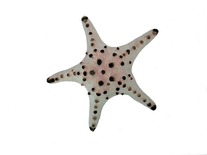 Chocolate chip starfish (Protoreaster nodosus), grey colour variation, coral reef, free-standing, Indo-Pacific, Cebu, Philippines, white background, Asia, by Heinz Krimmer