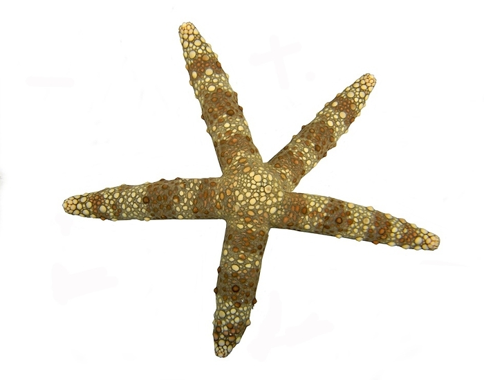 Starfish (Nardoa tuberculata), coral reef, free-standing, Indo-Pacific, Cebu, Philippines, white background, Asia, by Heinz Krimmer