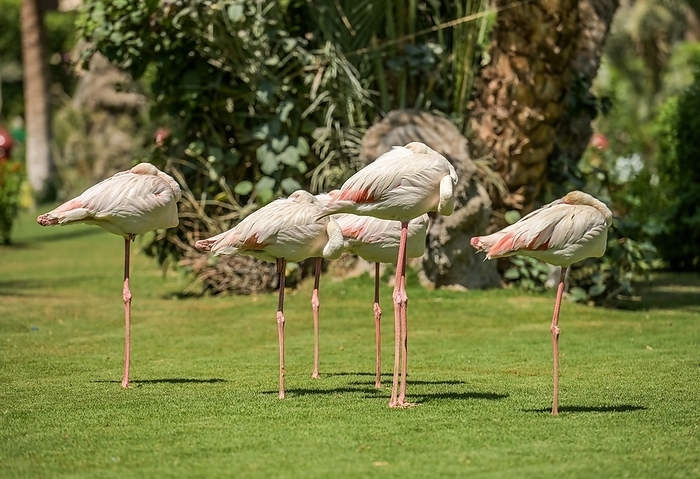 Flamingos, Garden, Hotel Winter Palace, Luxor, Egypt, Africa, by Schoening