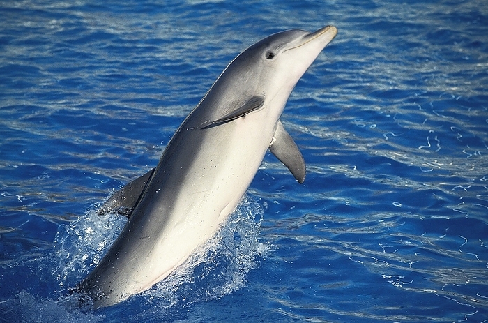 bottlenosed dolphin  Tursiops truncatus  Bottlenose Dolphin  tursiops truncatus , Adult Jumping, by G. Lacz