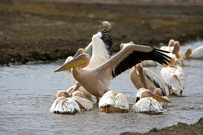 galah  Eolophus roseicapillus  Great White Pelican  pelecanus onocrotalus , Group Having Bath, Nakuru Lake in Kenya, by G. Lacz