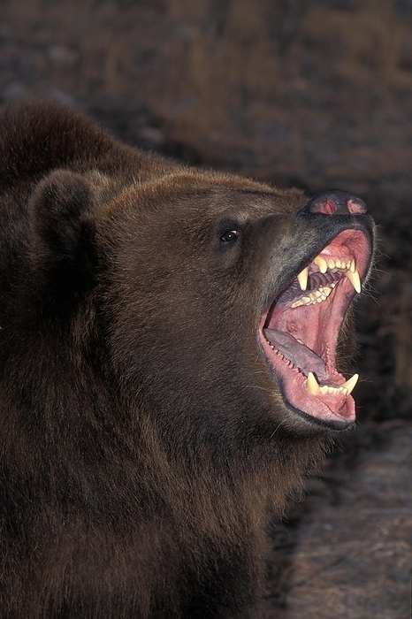 brown bear  Ursus arctos  Kodiak Bear  ursus arctos middendorffi , with Open Mouth, in Defensive Posture, Alaska, by G. Lacz
