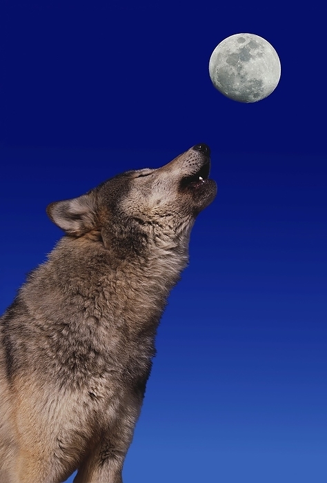 European Wolf (canis lupus), Adult Baying at the Moon, by G. Lacz