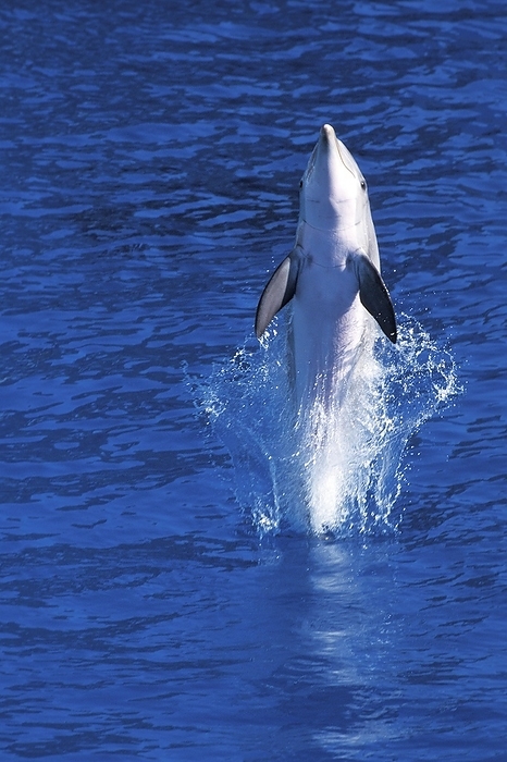 bottlenosed dolphin  Tursiops truncatus  Bottlenose Dolphin  tursiops truncatus , Leaping, by G. Lacz
