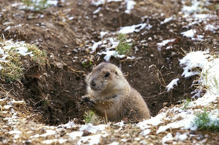 black tailed prairie dog Black Tailed Prairie Dog  cynomys ludovicianus , standing at Den Entrance, by G. Lacz