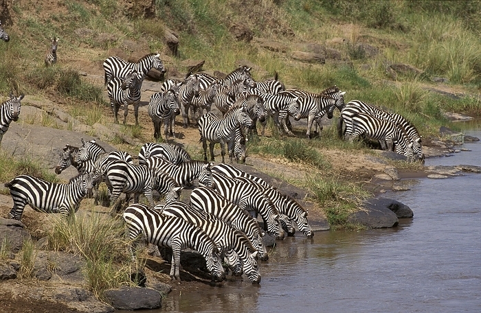 Burchell's Zebra (equus burchelli), Herd drinking at River, Masai Mara Park in Kenya, by G. Lacz