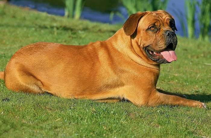 BORDEAUX MASTIFF DOG, ADULT RESTING ON GRASS, by G. Lacz