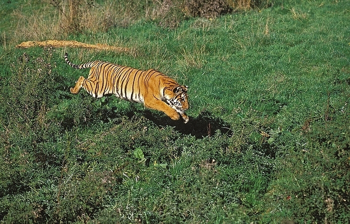 tiger  Panthera tigris  BENGAL TIGER  panthera tigris tigris , ADULT RUNNING ON GRASS, by G. Lacz