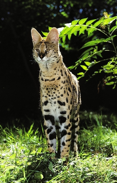 serval  Leptailurus serval  SERVAL  leptailurus serval , ADULT STANDING ON GRASS, by G. Lacz