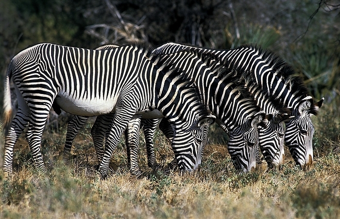Grevy s zebra  Equus grevyi  GREVY S ZEBRA  equus grevyi , GROUP EATING GRASS, KENYA, by G. Lacz