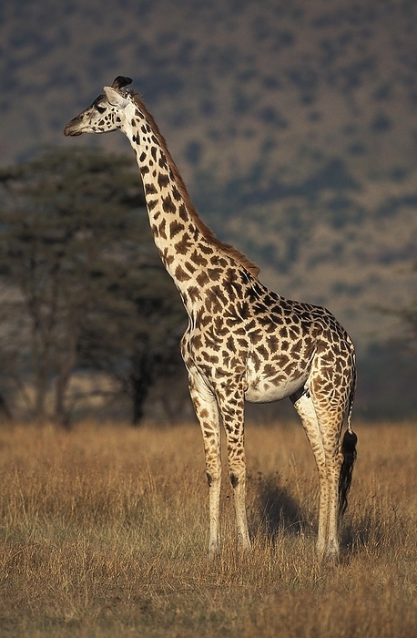 Kirin  brand of beer  Masai Giraffe  giraffa camelopardalis tippelskirchi , Adult in Savanna, Masai Mara Park in Kenya, by G. Lacz