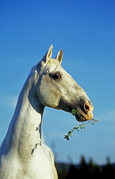 Lipizzan Horse, Portrait against Blue Sky, by G. Lacz