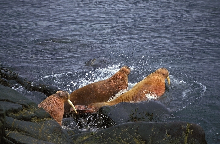walrus  Odobenus rosmarus  WALRUS  odobenus rosmarus  GROUP GOING INTO WATER, ROUND ISLAND IN ALASKA, by G. Lacz