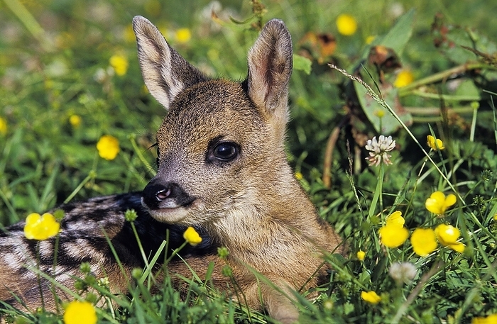 common muntjac  species of barking deer, Muntiacus muntjak  ROE DEER  capreolus capreolus , FAWN LAYING DOWN WITH YELLOW FLOWERS, NORMANDY IN FRANCE, by G. Lacz