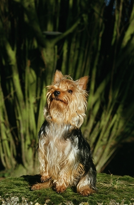 SILKY TERRIER, ADULT SITTING UPRIGHT ON HIND-LEGS, by G. Lacz