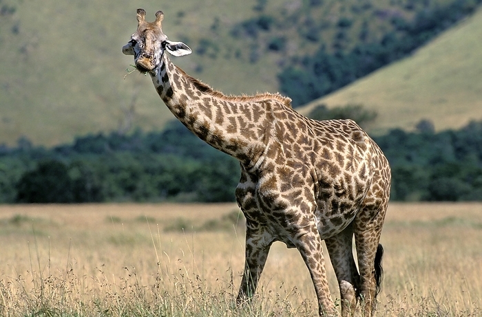 Kirin  brand of beer  MASAI GIRAFFE  giraffa camelopardalis tippelskirchi  IN KENYA, by G. Lacz