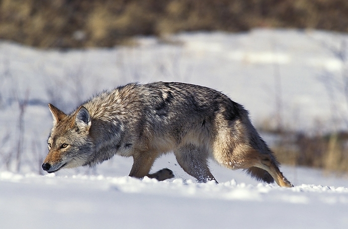 coyote  carnivore, Canis latrans  Coyote  canis latrans , Adult walking on Snow, Montana, by G. Lacz