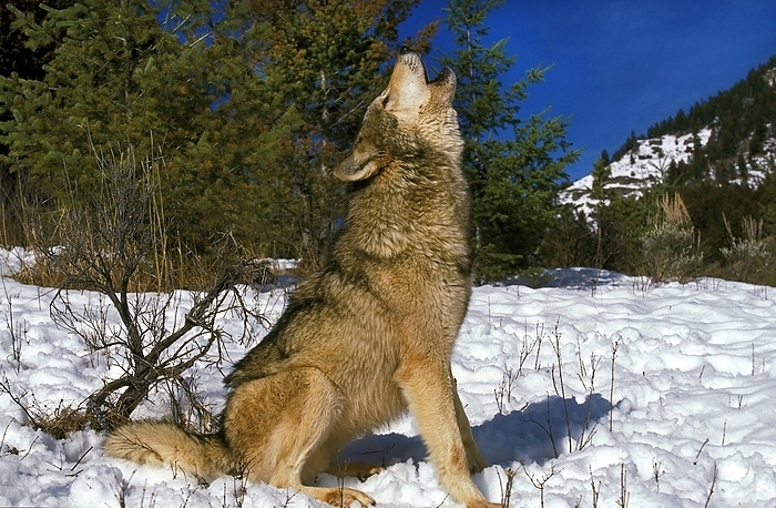 Alaskan wolf NORTH AMERICAN GREY WOLF  canis lupus occidentalis , ADULT HOWLING ON SNOW, CANADA, by G. Lacz