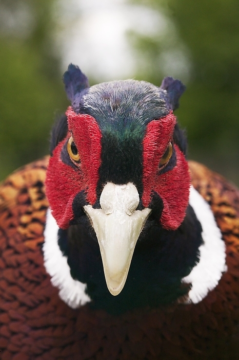 common pheasant  Phasianus colchicus  Common Pheasant  phasianus colchicus , Portrait of Male, Normandy in France, by G. Lacz