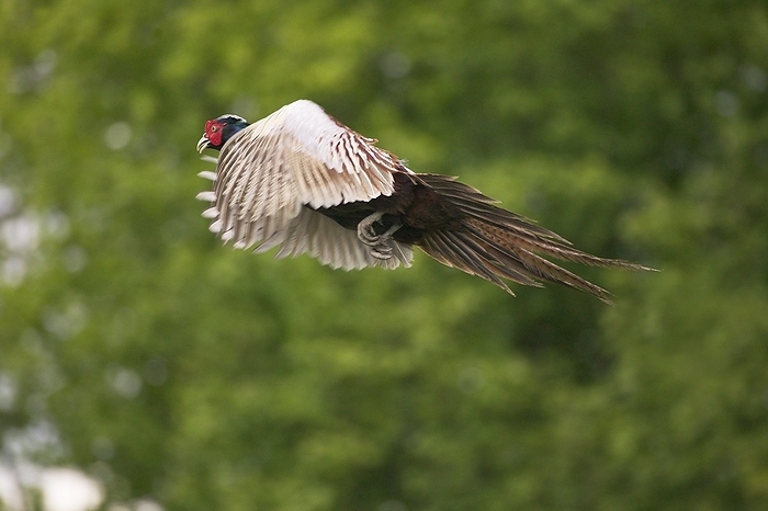 common pheasant  Phasianus colchicus  Common Pheasant  phasianus colchicus , Male in Flight, Normandy in France, by G. Lacz