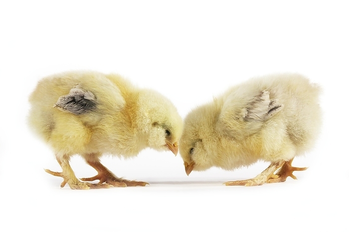 Domestic Chicken, Chicks against White Background, by G. Lacz