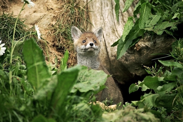 red fox  Vulpes vulpes  Red Fox  vulpes vulpes , Cub standing at Den entrance, Normandy, by G. Lacz