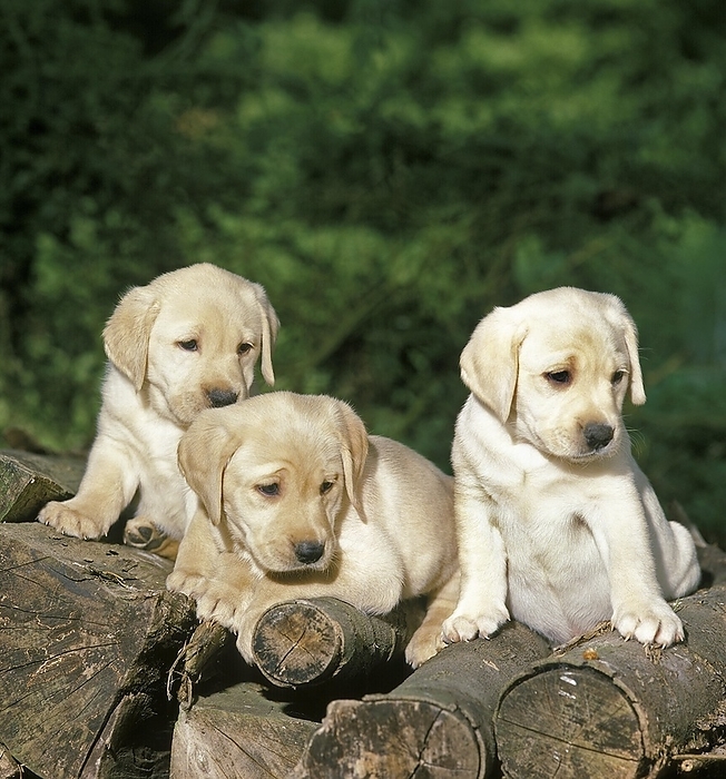 Yellow Labrador Retriever, Puppies standing on Stack of Wood, by G. Lacz