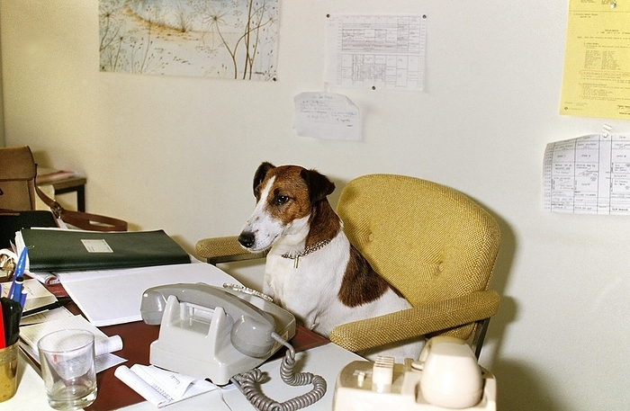 Smooth Haired Fox Terrier, Dog at Office, by G. Lacz