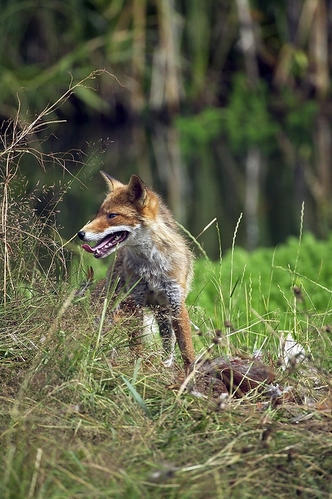 red fox  Vulpes vulpes  Red Fox  vulpes vulpes , Adult with a Kill, a Common Pheasant, Normandy, by G. Lacz