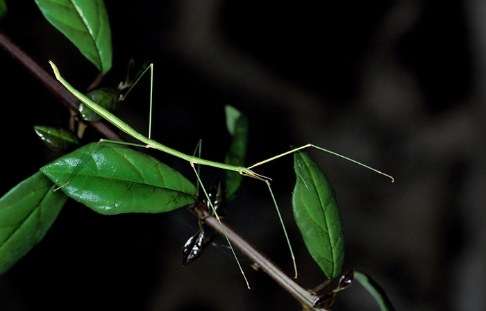 Stick Insect, Adult, Kenya, Africa, by G. Lacz