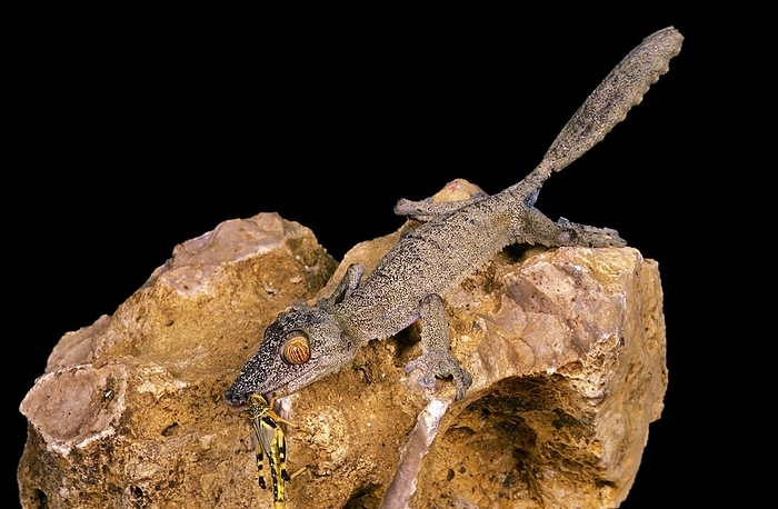 Leaf-Tailed Gecko (uroplatus) fimbriatus, Adult eating Grasshoper, by G. Lacz