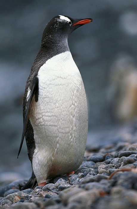 gentoo penguin  Pygoscelis papua  GENTOO PENGUIN  pygoscelis papua , ADULT, LIVINGSTONE ISLAND, by G. Lacz